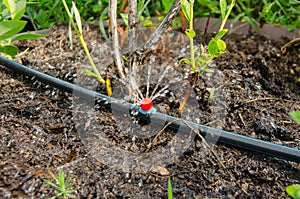 Drip irrigation. The photo shows the irrigation system in a raised bed. Blueberry bushes sprout from the litter against drip irrig