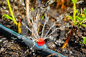 Drip irrigation. The photo shows the irrigation system in a raised bed. Blueberry bushes sprout from the litter against drip irrig