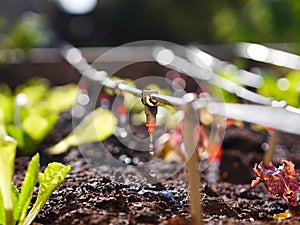Drip irrigation