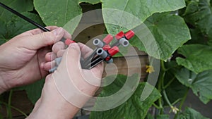 Drip irrigation.process of assembling a drip irrigation system for the garden.Irrigation equipment. Drip hose and
