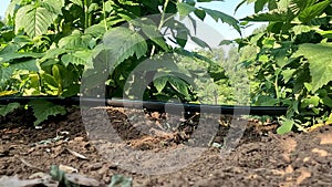 Drip irrigation of raspberries, automatic watering tape. Drops of water drip from the tape under the root of the