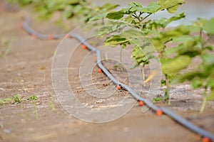 Drip Irrigation System