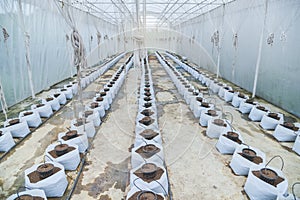 Drip irrigation system