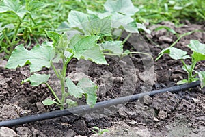 Drip irrigation system