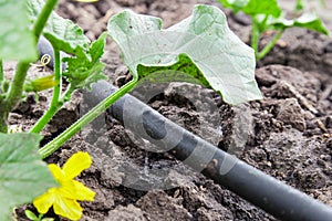 Drip irrigation system