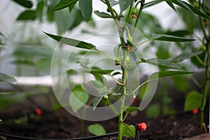 Drip irrigation system for bell peppers in the greenhouse