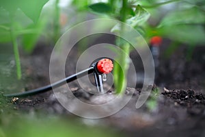 Drip irrigation system for bell peppers in the greenhouse