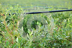 Drip Irrigation System, Blueberry Bushes. photo