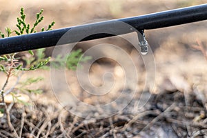 Drip Irrigation System Close Up