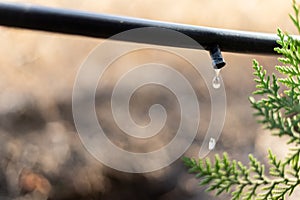 Drip Irrigation System Close Up