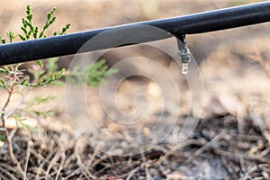 Drip Irrigation System Close Up