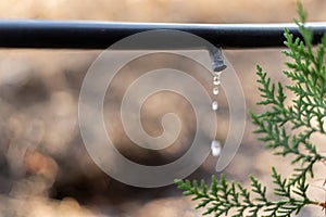 Drip Irrigation System Close Up