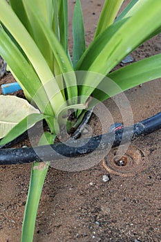 Drip Irrigation System Close Up - Stock Image