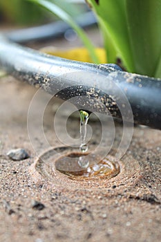 Drip Irrigation System Close Up - Stock Image