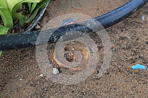 Drip Irrigation System Close Up - Stock Image