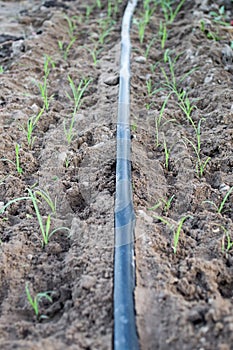 Drip Irrigation System Close Up. Water saving drip irrigation system.