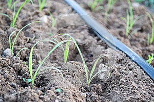 Drip Irrigation System Close Up. Water saving drip irrigation system.