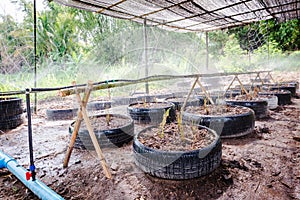 Drip Irrigation System. Water saving drip irrigation system being used in farm