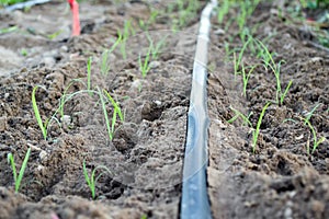 Drip Irrigation System Close Up. Water saving drip irrigation system.