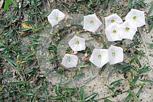 Drip Irrigation System Close Up. Water saving drip irrigation system.