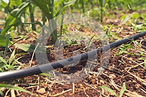 Drip Irrigation System Close Up. Water saving drip irrigation system