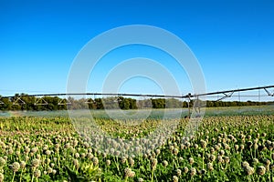 Drip irrigation system in field