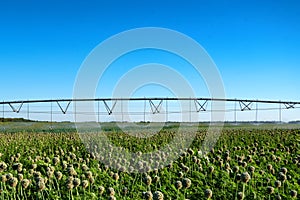 Drip irrigation system in field