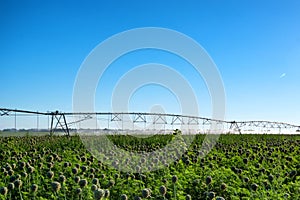 Drip irrigation system in field