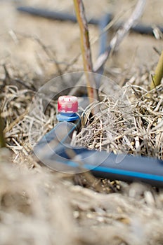 Drip irrigation system in the field or garden.