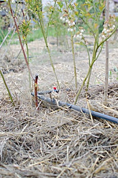 Drip irrigation system in the field or garden.