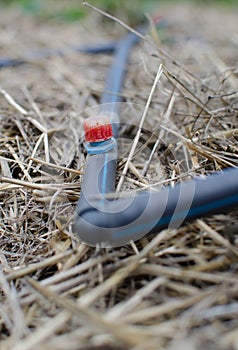 Drip irrigation system in the field or garden.