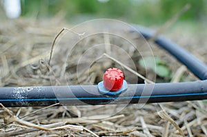 Drip irrigation system in the field or garden.