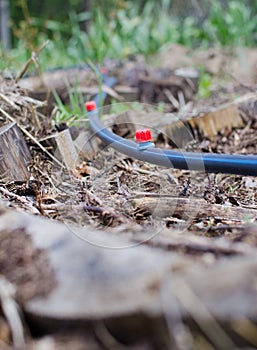 Drip irrigation system in the field or garden.