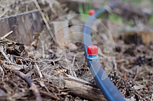 Drip irrigation system in the field or garden.