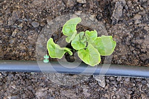 Drip irrigation system flowing water to small tree in the garden.