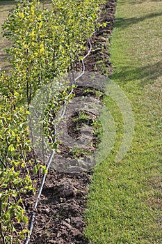 Drip irrigation system. Garden irrigation drip hose. Special hose for drip irrigation.