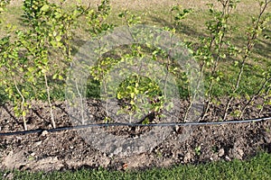 Drip irrigation system. Garden irrigation drip hose. Special hose for drip irrigation.