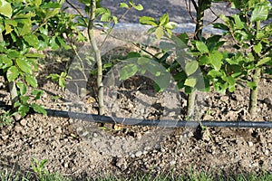 Drip irrigation system. Garden irrigation drip hose. Special hose for drip irrigation.