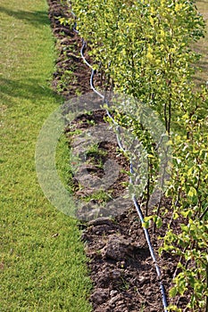 Drip irrigation system. Garden irrigation drip hose. Special hose for drip irrigation.