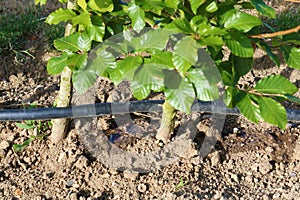 Drip irrigation system. Garden irrigation drip hose. Special hose for drip irrigation.