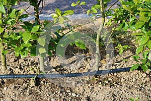 Drip irrigation system. Garden irrigation drip hose. Special hose for drip irrigation.