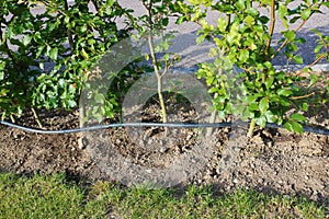 Drip irrigation system. Garden irrigation drip hose. Special hose for drip irrigation.