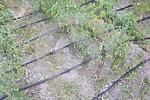 Drip irrigation system for the garden and vegetable garden in the village