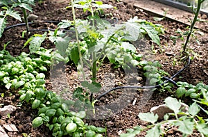 Drip irrigation system in the greenhouse