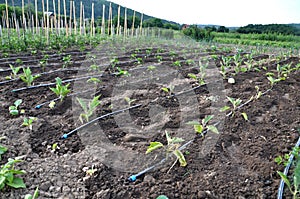 Drip irrigation system when growing vegetables in the open ground