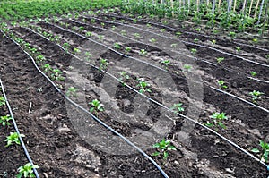 Drip irrigation system when growing vegetables in the open ground