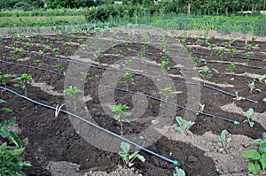 Drip irrigation system when growing vegetables in the open ground