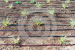 Drip irrigation system installation. Professionally and efficiently designed drip irrigation system will save money, conserve