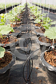 Drip irrigation system for organic melon plant