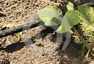 Drip irrigation system for pumpkin. Irrigation and watering pumpkin.